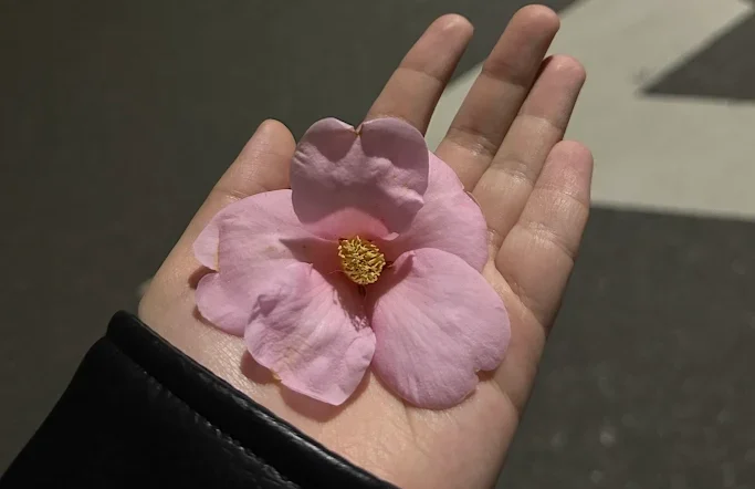 a hand holding a single cherry blossom flower