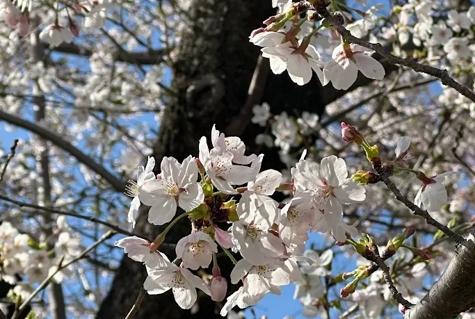 close view of a fully bloomed cherry blossom flowers