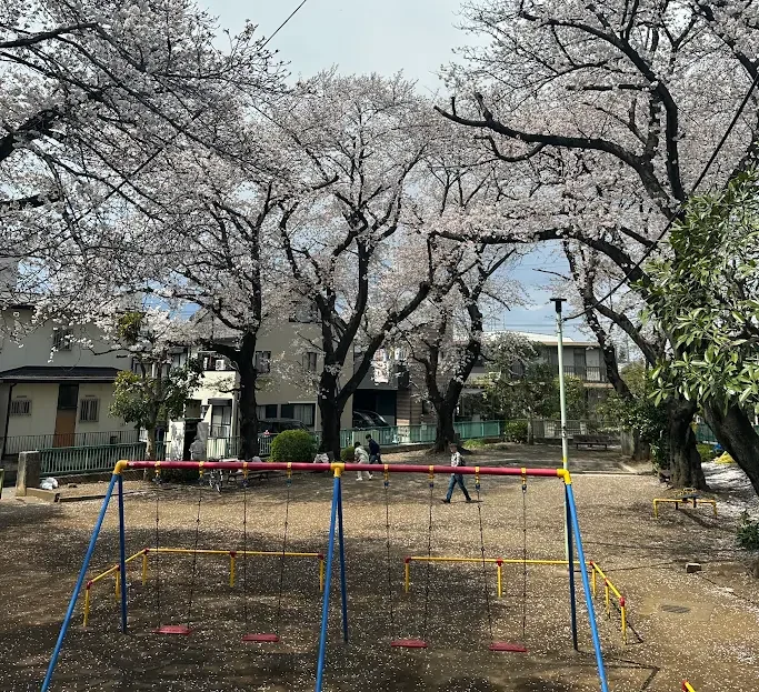 Cherry blossom trees in a quiet park