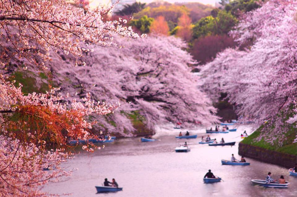 Chidorigafuchi sakura with people boating on the moat during cherry blossom season in Tokyo
