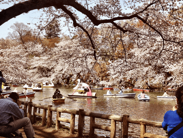 Inokashira Park during sakura season with people boating on the water