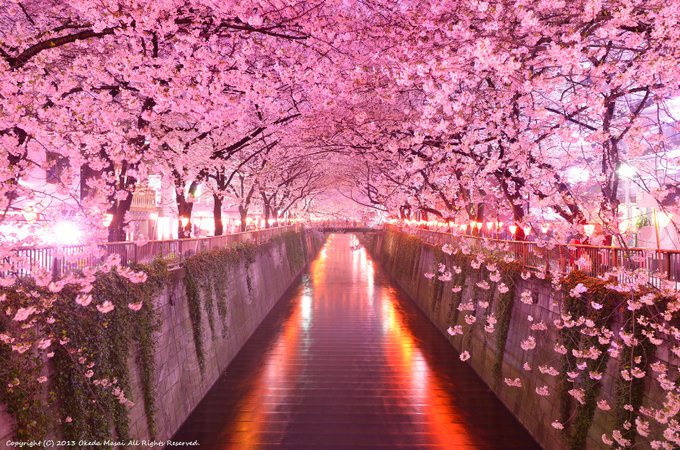 Meguro river during sakura season with pink warm lights reflecting on the water