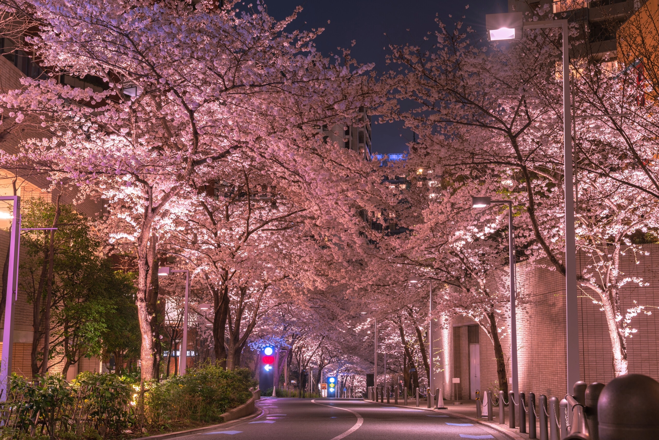 Sakurazaka cherry blossoms illuminated at night.