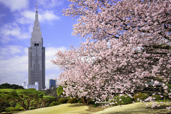Shinjuku Gyoen cherry blossoms with the NTT Docomo Tower in the background.