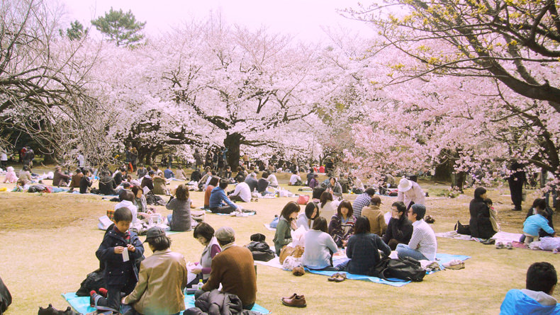 People enjoying cherry blossom picnic at Yoyogi Park.