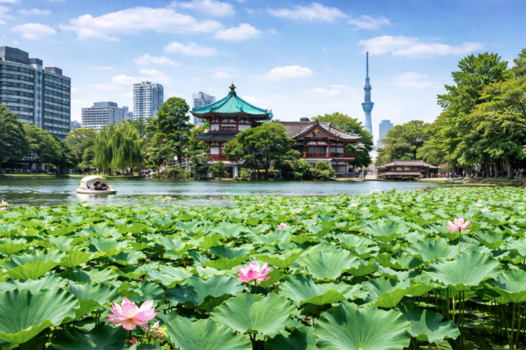 Shinobazu pond in a clear day with fully bloomed lotus flowers