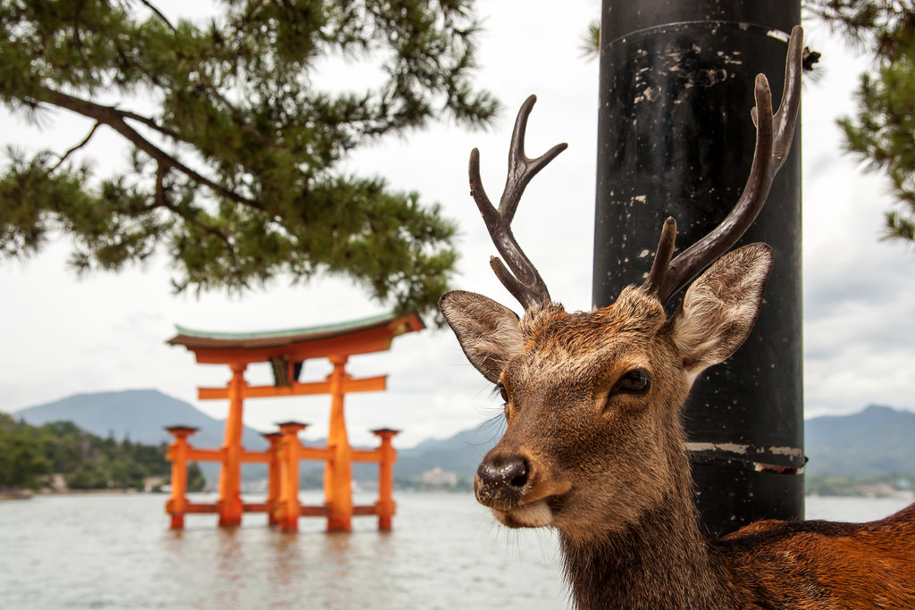 Things to do in Miyajima