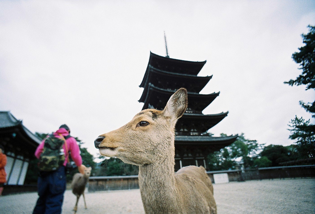 Things to do in Nara