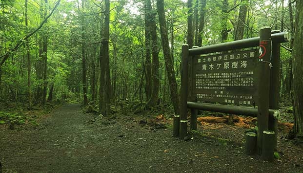 About the Suicide Forest