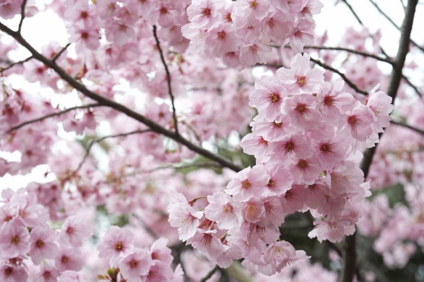 Cherry Blossom Forecast
