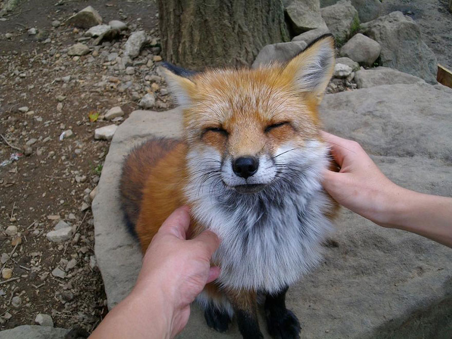 All about the fox village