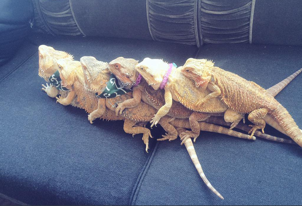 Instagram Worthy Animal Cafes in Tokyo (Part 2)