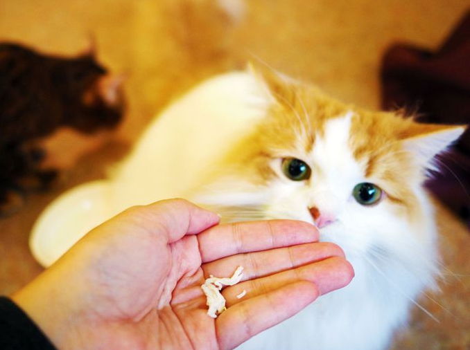Instagram Worthy Animal Cafes in Tokyo (Part 4)