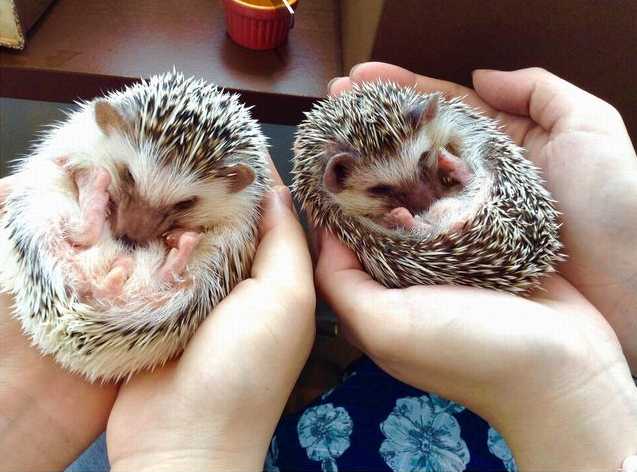 Instagram Worthy Animal Cafes in Tokyo (Part 3)