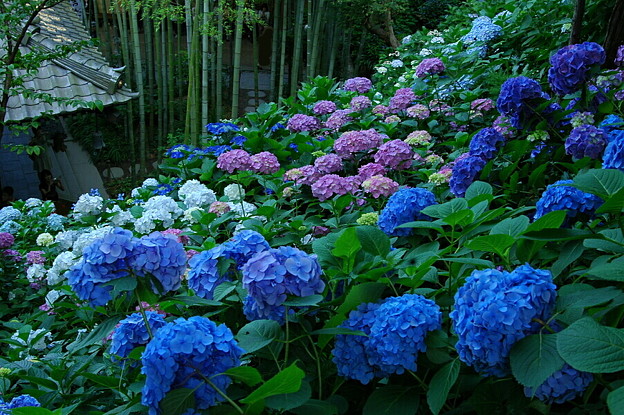 Top Hydrangea Spots in Tokyo (Part 2)