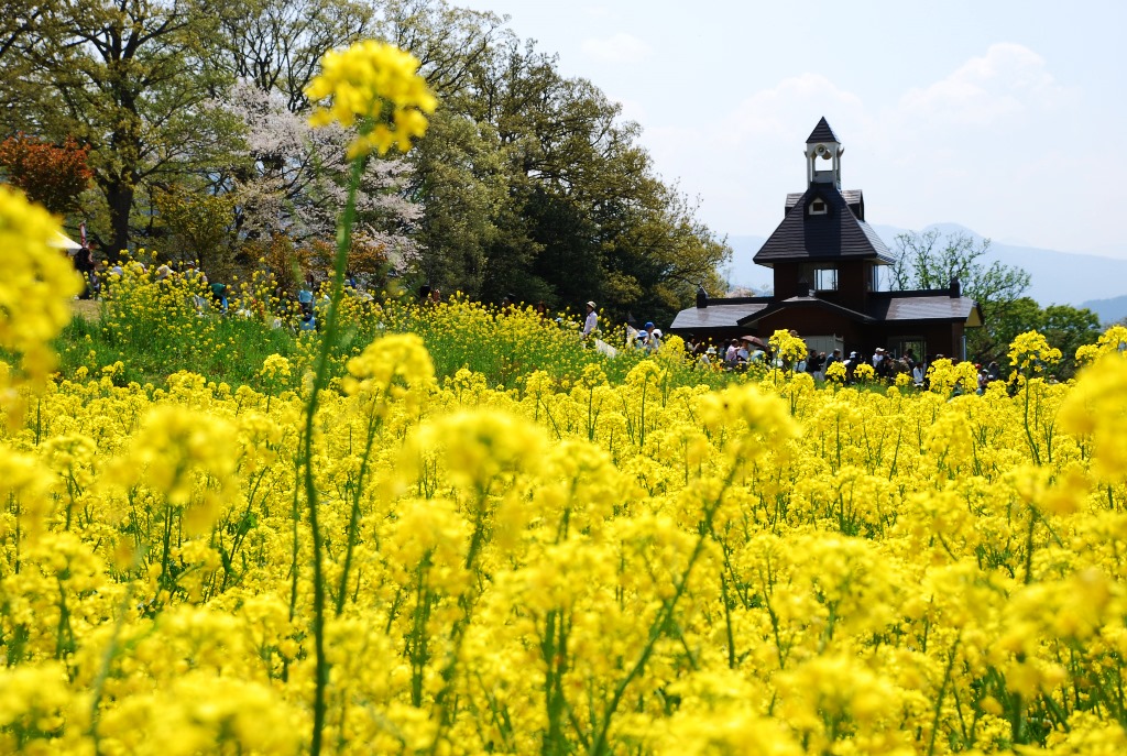 Spring in Japan (Part 3)