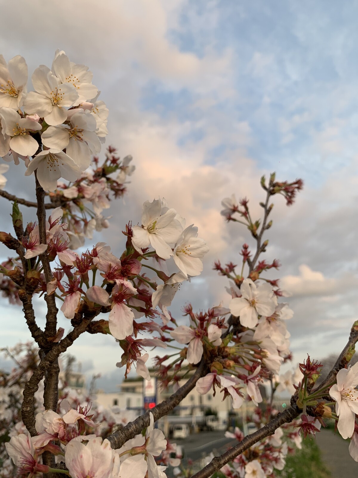 Sakura Tokyo