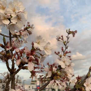 Sakura Tokyo