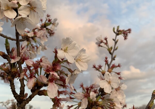 Sakura Tokyo